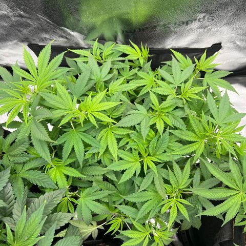  Mrs. Dreamy growlog timeline photo