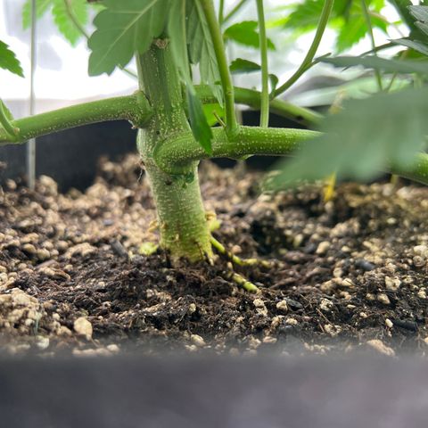 Purple Creamsicle growlog timeline photo