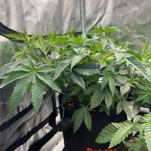Purple Creamsicle growlog timeline photo