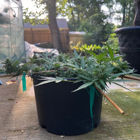 OG Auto growlog timeline photo