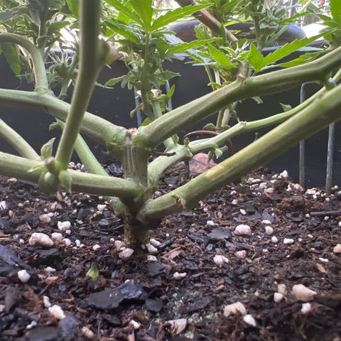 OG Auto growlog timeline photo