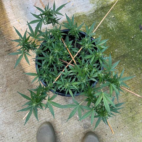 OG Auto growlog timeline photo