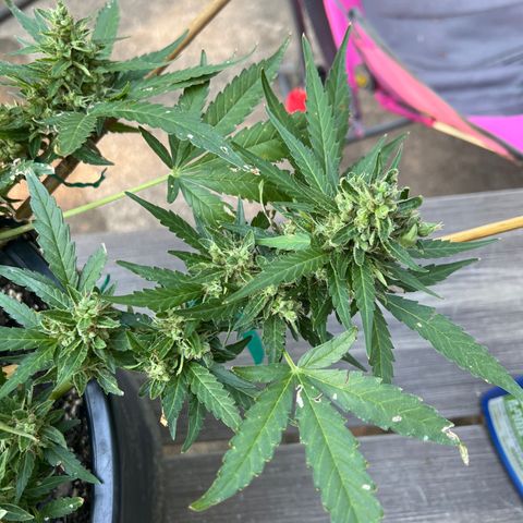 OG Auto growlog timeline photo