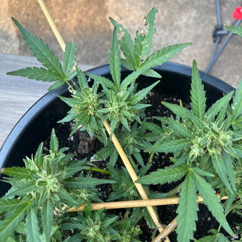 OG Auto growlog timeline photo