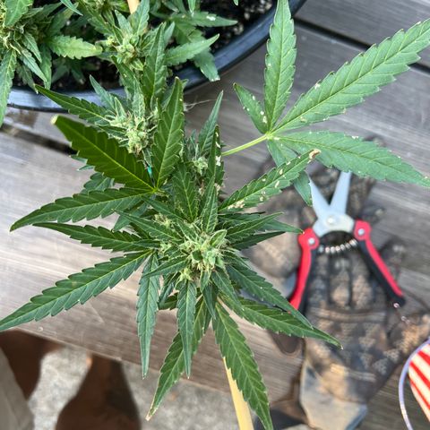 OG Auto growlog timeline photo
