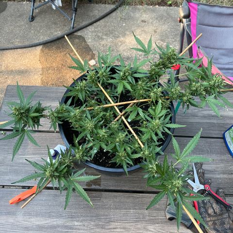 OG Auto growlog timeline photo