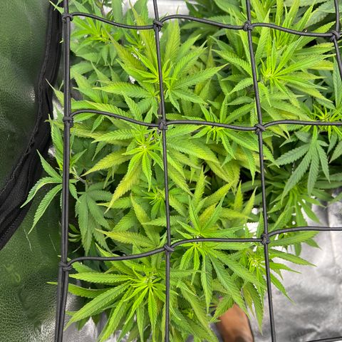 Purple Creamsicle growlog timeline photo
