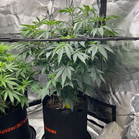 Amnesia Haze growlog timeline photo