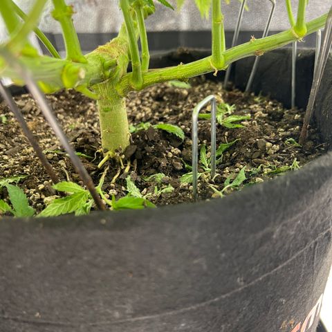  Mrs. Dreamy growlog timeline photo