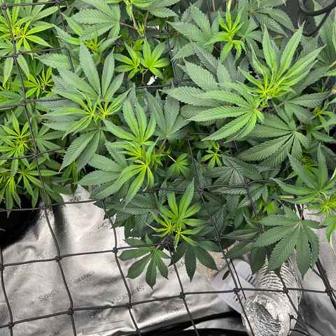 Amnesia Haze growlog timeline photo