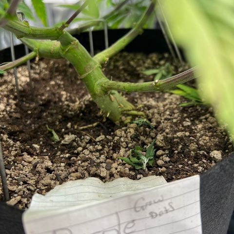 Purple Creamsicle growlog timeline photo