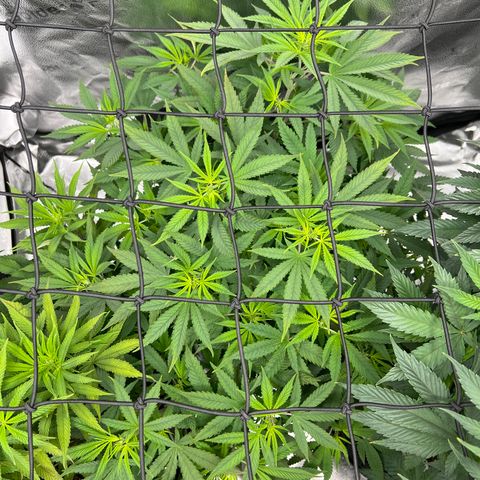  Mrs. Dreamy growlog timeline photo