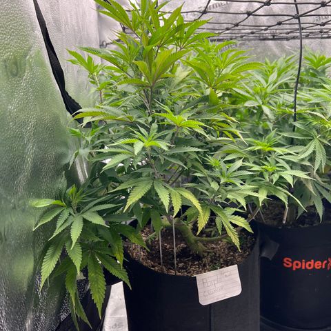 Purple Creamsicle growlog timeline photo