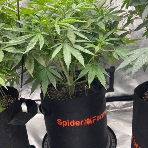  Mrs. Dreamy growlog timeline photo