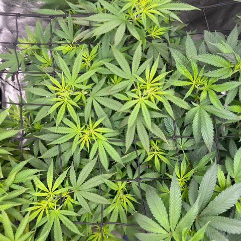  Mrs. Dreamy growlog timeline photo