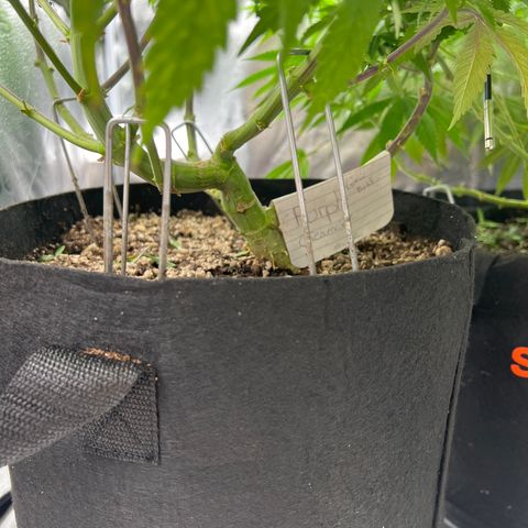 Purple Creamsicle growlog timeline photo