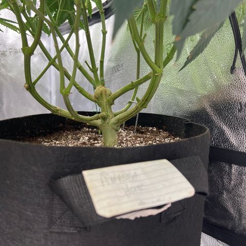 Amnesia Haze growlog timeline photo