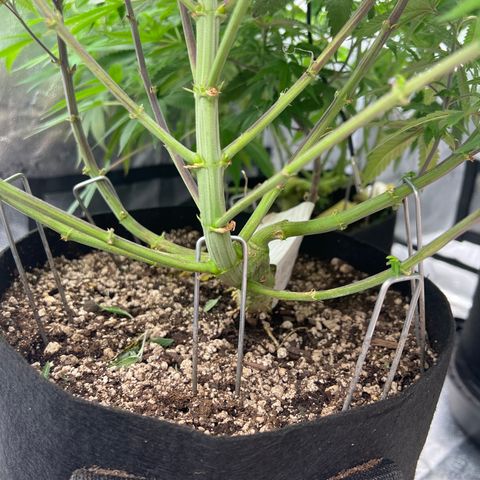 Purple Creamsicle growlog timeline photo