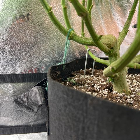 Amnesia Haze growlog timeline photo