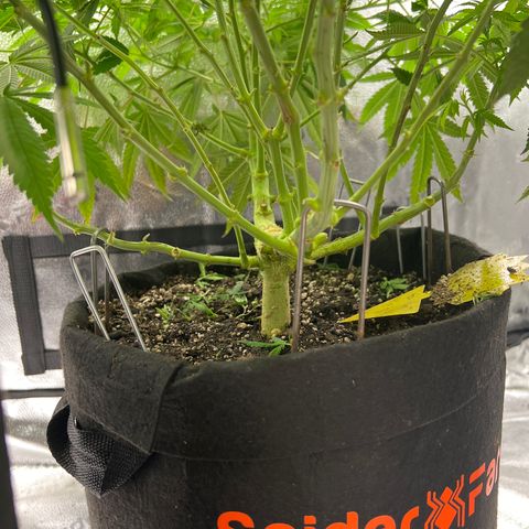  Mrs. Dreamy growlog timeline photo