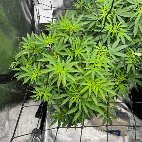 Purple Creamsicle growlog timeline photo