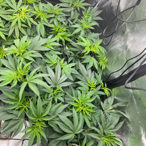 Amnesia Haze growlog timeline photo