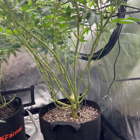 Amnesia Haze growlog timeline photo