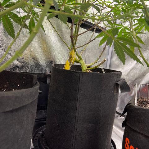 Purple Creamsicle growlog timeline photo
