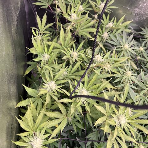 Purple Creamsicle growlog timeline photo