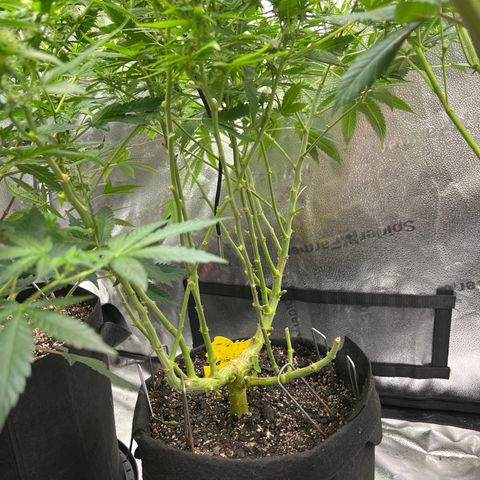  Mrs. Dreamy growlog timeline photo