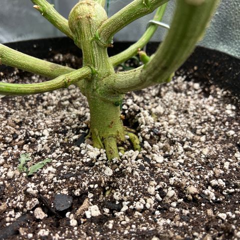 Amnesia Haze growlog timeline photo