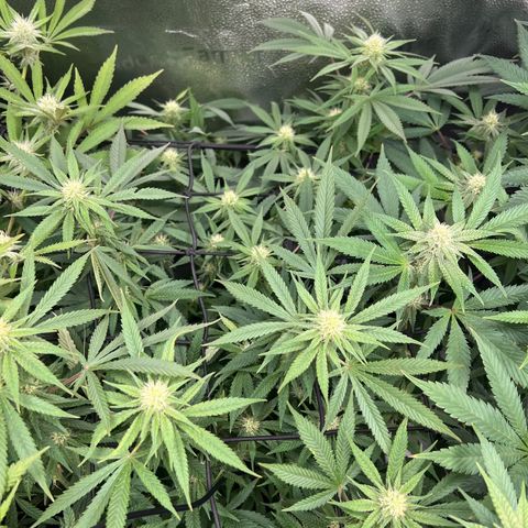  Mrs. Dreamy growlog timeline photo