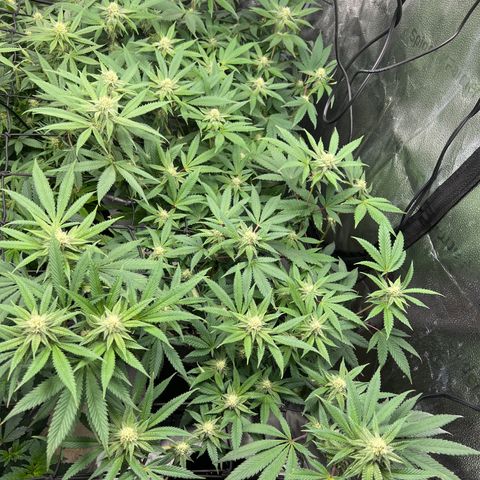 Amnesia Haze growlog timeline photo