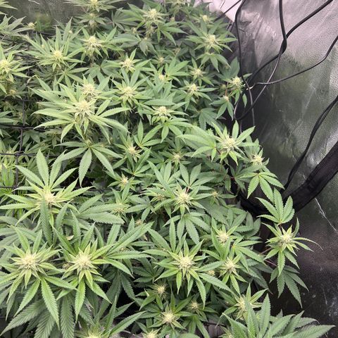 Amnesia Haze growlog timeline photo