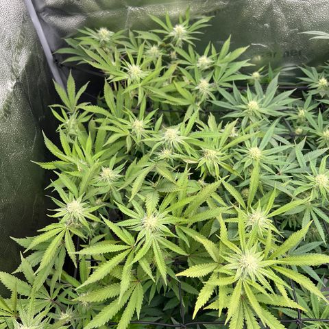 Amnesia Haze growlog timeline photo