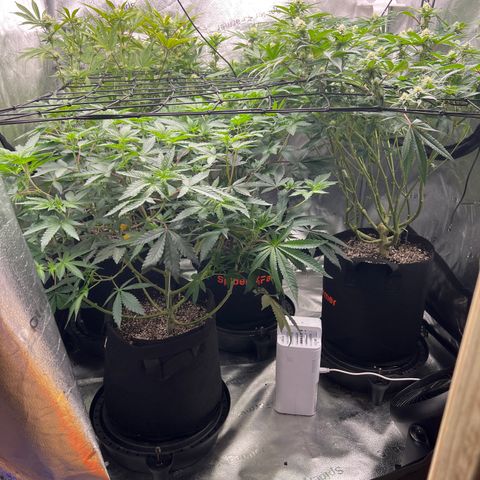 Amnesia Haze growlog timeline photo