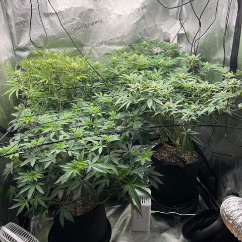 Amnesia Haze growlog timeline photo