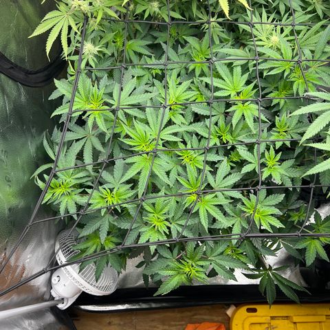 Amnesia Haze growlog timeline photo