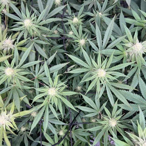 Amnesia Haze growlog timeline photo