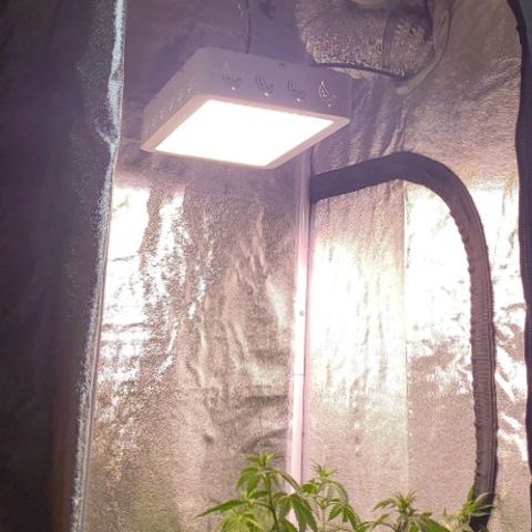 Sinistra growlog timeline photo