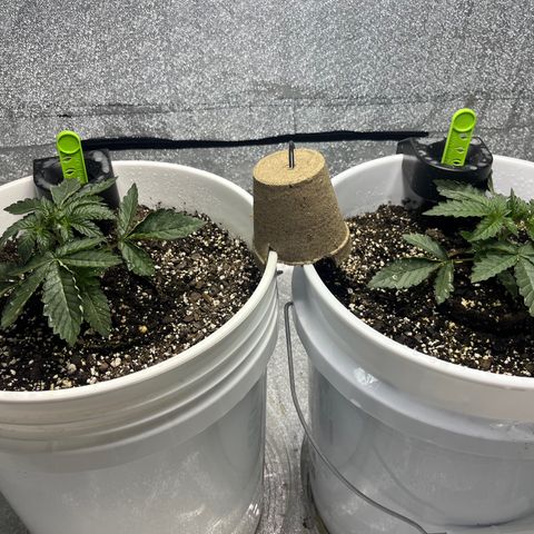 I.C.C. x Pistachio  growlog photo: Rotated 180