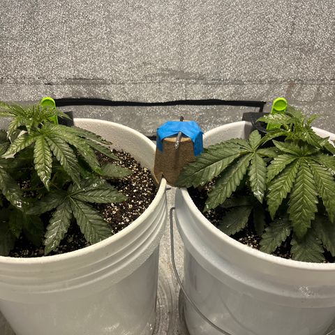 I.C.C. x Pistachio  growlog timeline photo