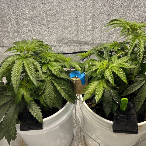 I.C.C. x Pistachio  growlog timeline photo