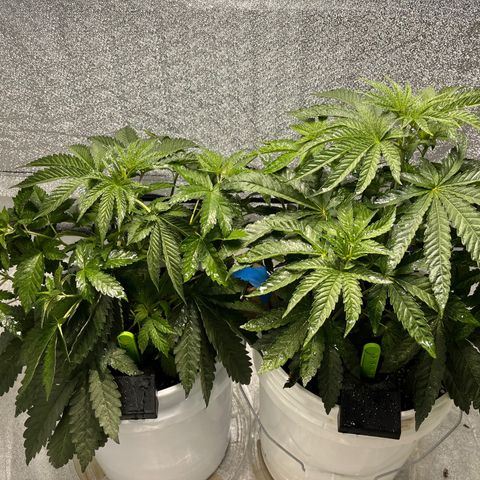 I.C.C. x Pistachio  growlog timeline photo