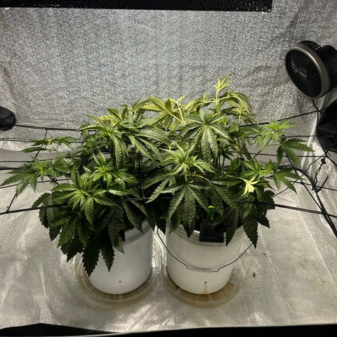 I.C.C. x Pistachio  growlog timeline photo