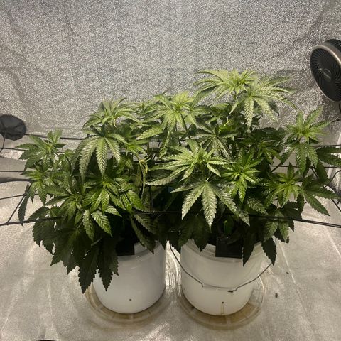 I.C.C. x Pistachio  growlog timeline photo
