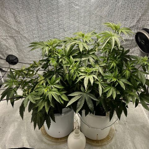 I.C.C. x Pistachio  growlog photo: Spread out plant with net more