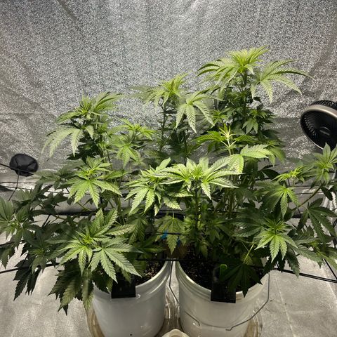 I.C.C. x Pistachio  growlog timeline photo