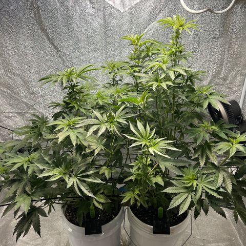 I.C.C. x Pistachio  growlog timeline photo