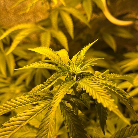 I.C.C. x Pistachio  growlog timeline photo